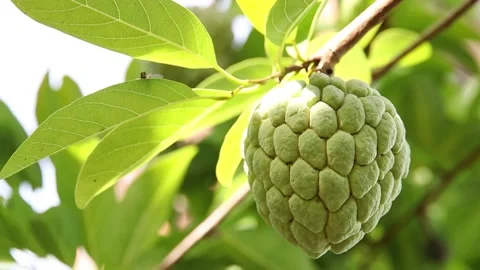Closeup of custard apple Stock Footage 200722903