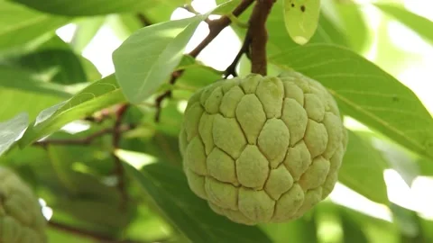Closeup of custard apple Stock Footage 200722926
