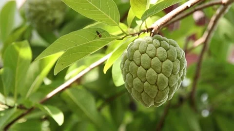 Closeup of custard apple Stock Footage 200722931