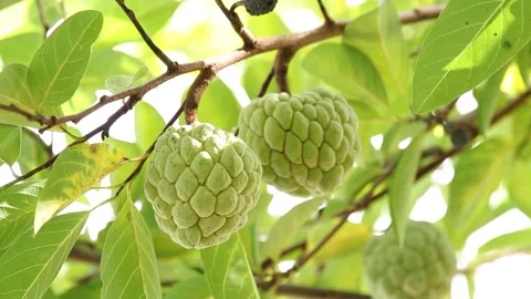 Closeup of custard apple Stock Footage 200722984