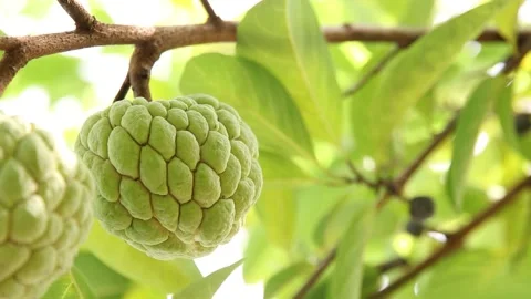 Closeup of custard apple Stock Footage 200723034