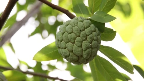 Closeup of custard apple Stock Footage 200723041