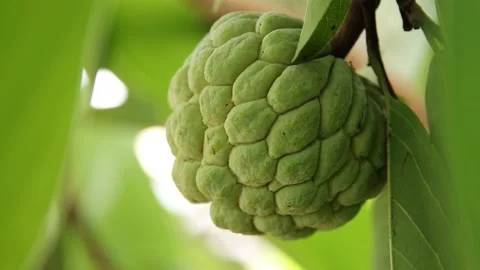 Closeup of custard apple Stock Footage 200723177