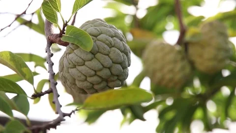 Closeup of custard apple Video stock 200723238