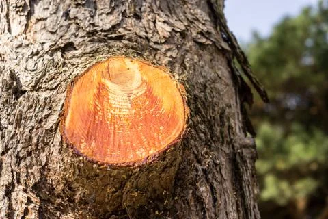 Closeup of cut branch on a tree Stock Photos
