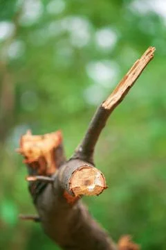 Closeup of a cut-down tree branch against green trees 스톡 사진