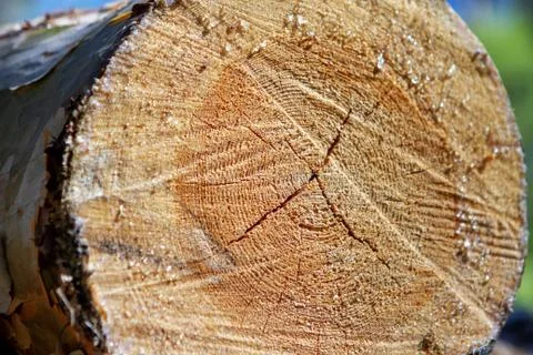 Closeup of a cut of a tree. On the log pieces of resin. Stock Photos