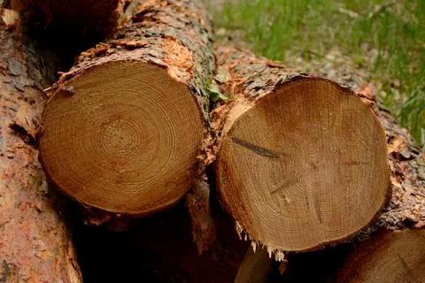 Closeup of cut tree trunks - texture Stock Photos