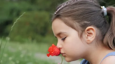 Closeup of cute 5 years old girl sniffing poppy, having a nice time in meadow in Stock Footage 221273808