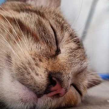 Closeup of a cute adorable cat while sleeping Stock Photos