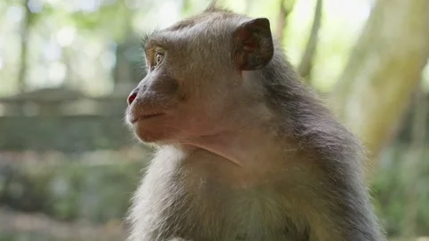Closeup of a cute asian monkey in the forrest, tropical jungle, monkey baby Stock Footage 262707916