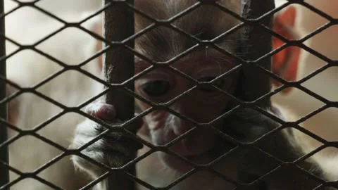 Closeup of a cute baby monkey behind the bars on the blurred background on Stock Footage 222832992