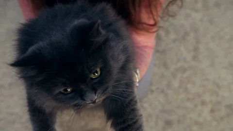 Closeup of cute cat Stock Footage 69765269