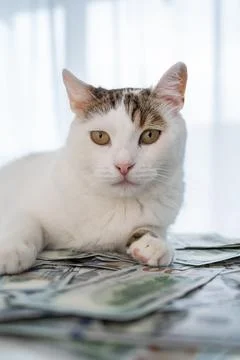 Closeup of cute cat sitting on dollar banknotes. Loan,salary,savings,cost of Stock Photos