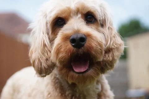 Closeup of a cute Cavapoo dog staring at the camera on a blurred background Stock Photos