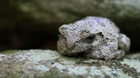 Closeup of cute Cope's Gray Tree Frog Stock Footage 55883141