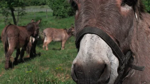 Closeup of cute donkey looking at camera 스톡 동영상 233788594