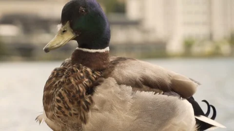 Closeup Cute Duck staring at camera and walking towards pond in slow motion 스톡 동영상 109007005