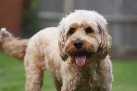 Closeup of a cute furry Cavapoo dog at the park Stock Photos