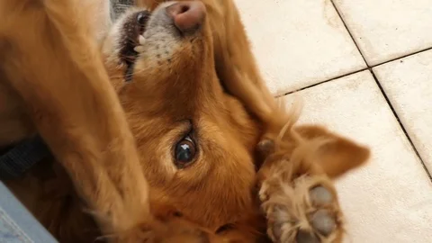Closeup of a cute ginger foxy dog yawning on the floor - slow motion Stock Footage 102136168