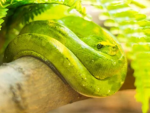 Closeup of a cute green tree Python snake curled up on a tree log surrounded by Stock Photos