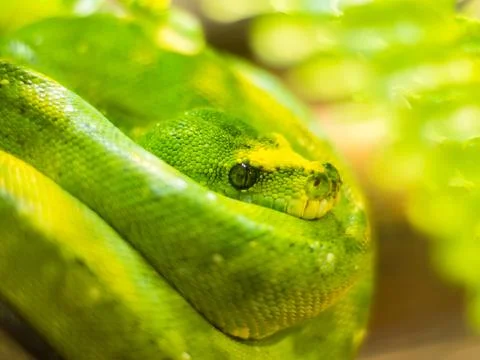Closeup of a cute green tree Python curled up on a ball with its head laying on 스톡 사진