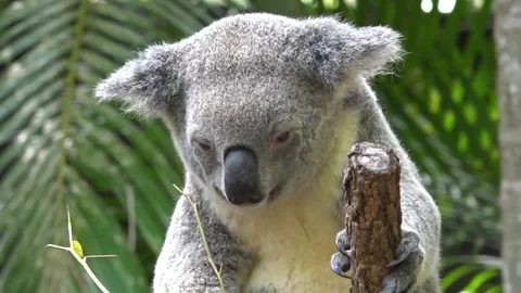 Closeup of cute koala chewing eucalyptus leaves, Australia Video stock 278097918