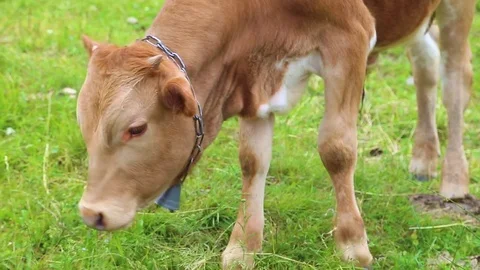 Closeup of cute little brown calf bull eating grass with help of tongue Stock Footage