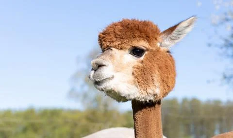 Closeup Cute Muzzle Of Brown, Cream Alpaca Animal Against Blue Sky, Green Tress Stock Photos