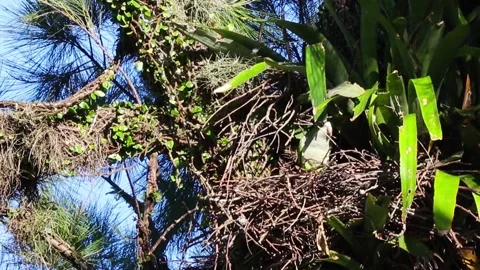 Closeup of a cute Parakeet in a nest Video stock 152636353