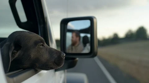 Closeup Of Cute Puppy Leaning Out Car Window, Happy Family Road Trip Stock Footage