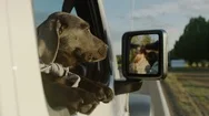 Closeup On Cute Puppy Leaning Out Window, On Family Drive Through Country Stock Footage