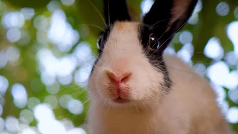 Closeup of Cute rabbit with expressive eyes and soft fur. Stock Footage 342764956