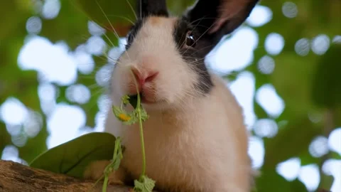 Closeup of Cute rabbit with expressive eyes eating grass. hungry rabbit Stock Footage 342765041