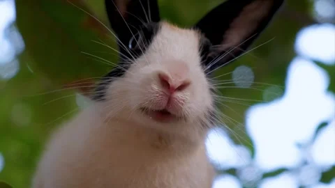Closeup of Cute rabbit looking curious. active rabbit Stock Footage 342765039