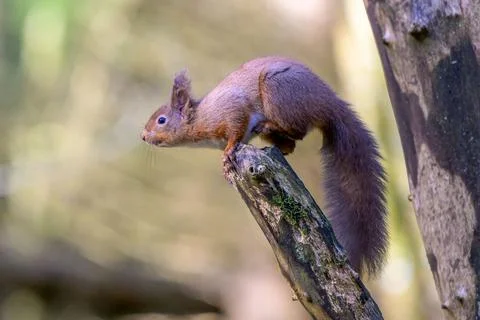 Closeup of a cute red squirrel ready to jump from a branch Stock Photos