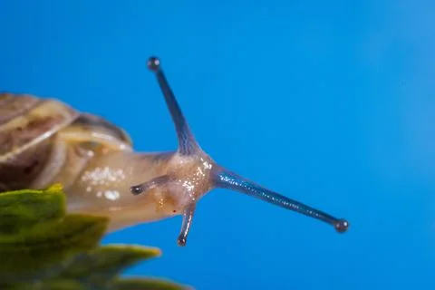 Closeup of a cute slimy snail on a leaf texture with a blue background Stock Photos