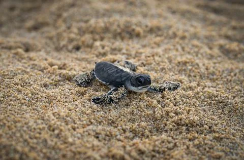 Closeup of a cute small sea turtle crawling on the sandy beach with waves approa 스톡 사진