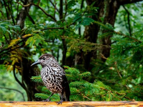 Closeup of a cute spotted nutcracker bird in a forest Stock Photos