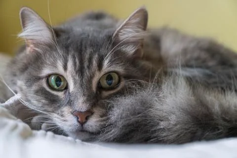 Closeup of a cute tabby cat lying on bed Stock Photos