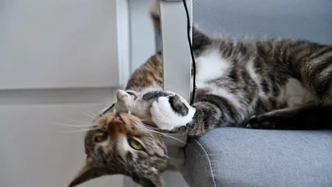 Closeup of cute tabby cat playing with fish toy. Pets activities Stock Footage 236106217