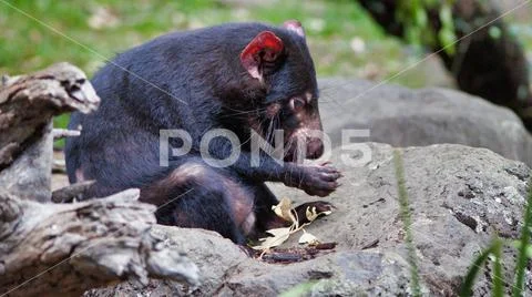 Closeup of cute Tasmanian Devil, Australia, disappearing species Stock Photos