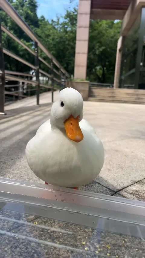 Closeup of a cute white duck looking at the camera outdoors Vidéo 334635892