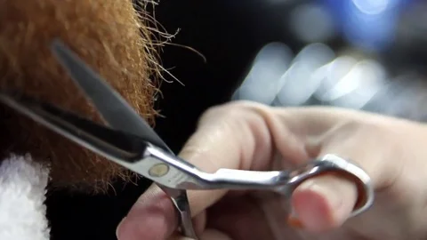 Closeup cutting and grooming beard Stock-Footage 77755538