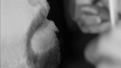 Closeup cutting and grooming beard old-styled footage Stock Footage 77949946
