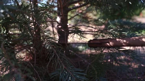 Closeup cutting down of a Christmas tree with hand saw Stock Footage 222845346