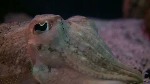 Closeup of a Cuttlefish's watchful eye Stock-Footage 359192