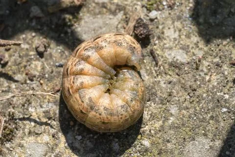 Closeup of a cutworm caterpillar (prob. large yellow underwing, Noctua pronub Stock Photos