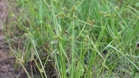 Closeup Cyperus Sedge Grass Field Stock-Footage 329402336
