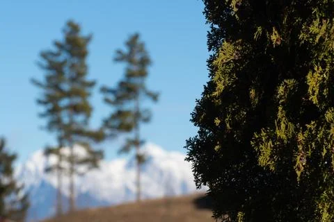Closeup of cypress tree with pine trees and snowcapped mountains in backgroun Stock Photos